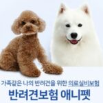 펫보험 진짜 필요할까? 반려동물 키우는 사람들의 현실 조언