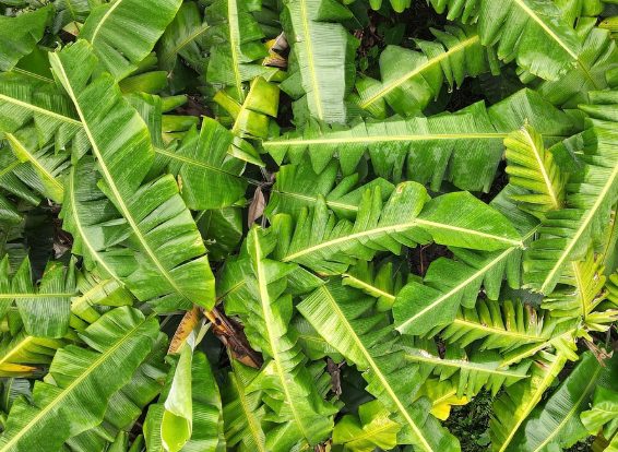 바나바잎 효능과 부작용 총정리, 혈당·다이어트에 진짜 효과 있을까?